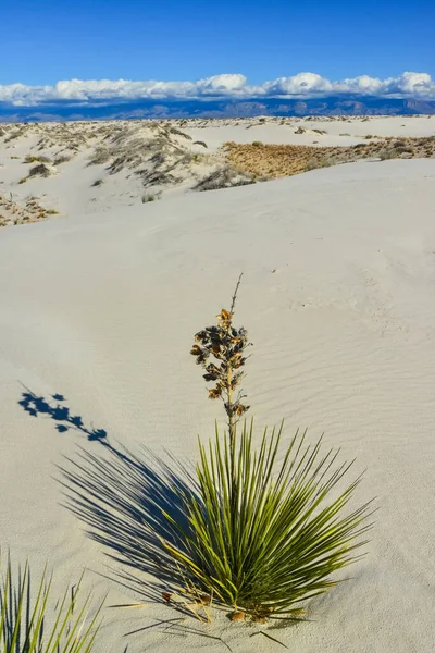 Yucca Pflanzen Wachsen White Sands National Monument New Mexico Usa — Stockfoto