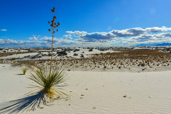 Beyaz Kumlar Ulusal Anıtı 'nda büyüyen Yucca bitkileri, New Mexico, ABD