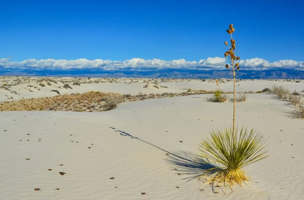 Yucca Plants Growing White Sands National Monument New Mexico Usa — Stock Photo, Image