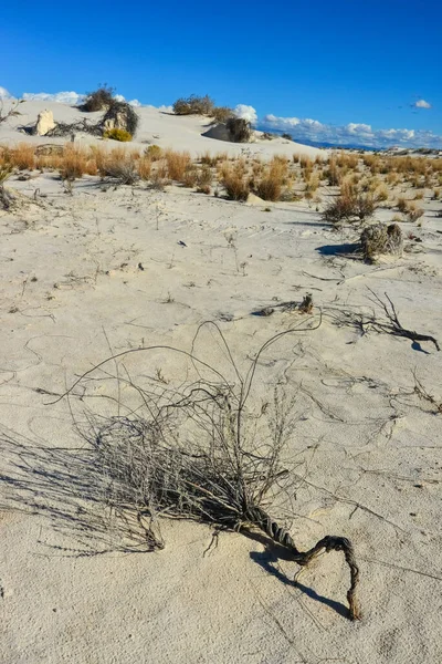 Aszály Ellenálló Sivatagi Növények Yucca Növények Növekvő White Sands National — Stock Fotó