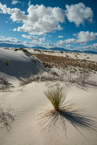 Yucca Pflanzen Wachsen White Sands National Monument New Mexico Usa — Stockfoto
