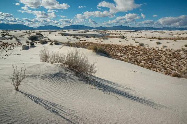 Dürreresistente Wüstenpflanzen Und Yucca Pflanzen Wachsen White Sands National Monument — Stockfoto