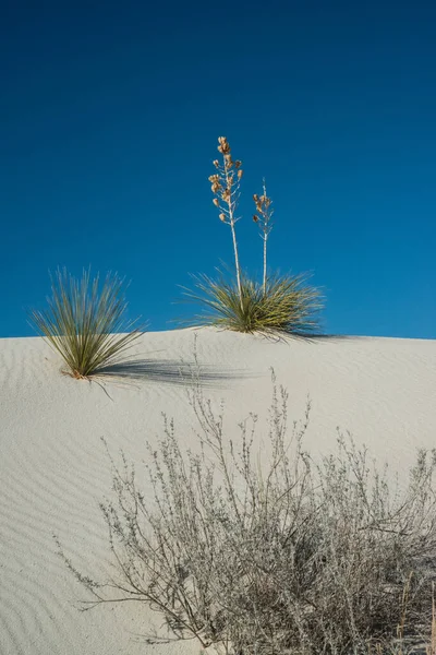 Rostliny Yucca Rostoucí Národním Památníku White Sands Nové Mexiko Usa — Stock fotografie