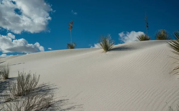 Plantas Desérticas Resistentes Seca Plantas Yucca Que Crescem Monumento Nacional — Fotografia de Stock