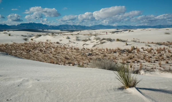 Dürreresistente Wüstenpflanzen Und Yucca Pflanzen Wachsen White Sands National Monument — Stockfoto