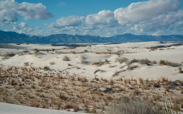 ホワイト サンズ国立記念碑 ニューメキシコ州 米国で栽培されている耐乾性砂漠植物とユッカ植物 — ストック写真