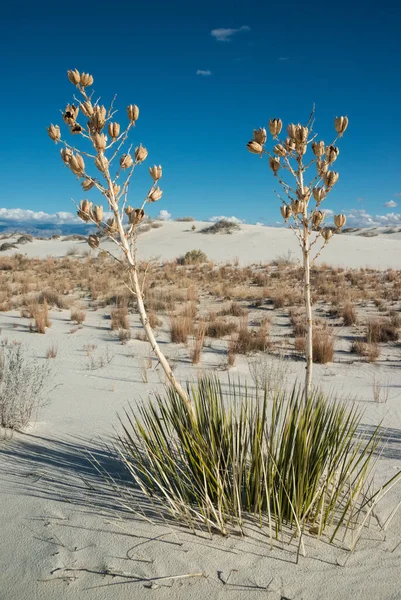 Yucca Plants Growing White Sands National Monument New Mexico Usa — Stock Photo, Image