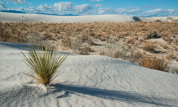 Piante Yucca Che Crescono White Sands National Monument Nuovo Messico — Foto Stock