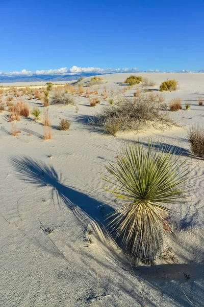 Yucca Pflanzen Wachsen White Sands National Monument New Mexico Usa — Stockfoto
