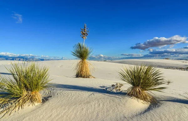 Plantas Yucca Crescendo White Sands National Monument Novo México Eua — Fotografia de Stock