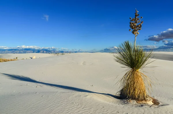 Plantas Yucca Crescendo White Sands National Monument Novo México Eua — Fotografia de Stock