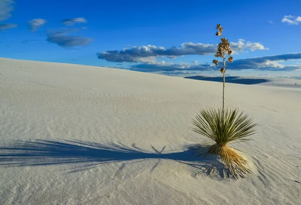 Plantas Yucca Crescendo White Sands National Monument Novo México Eua — Fotografia de Stock
