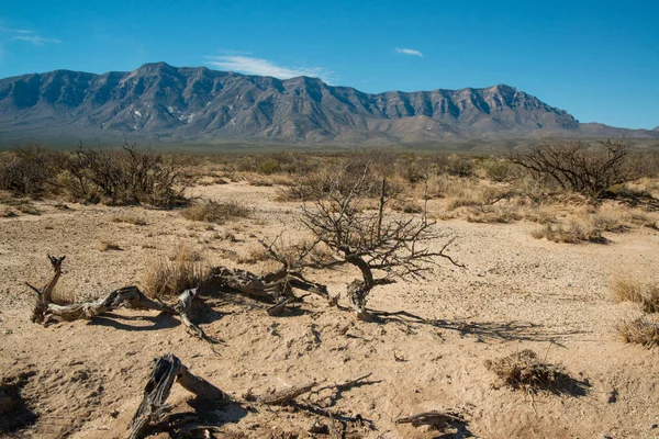 New Mexico çöl manzarası, New Mexico, ABD 'deki dağlara yakın bir vadide kurutulmuş bir Lucero Gölü etrafındaki alçıtaşı kristalleri.
