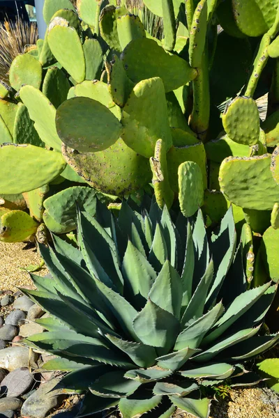 Opuntia 仙人掌和Agava 在美国新墨西哥州一个小镇的道路附近进行景观设计 — 图库照片