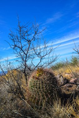 Büyük bir kaktüs Ferocactus sp ile çöl manzarası. Organ Dağları-Çöl Tepeleri NM, New Mexico, ABD