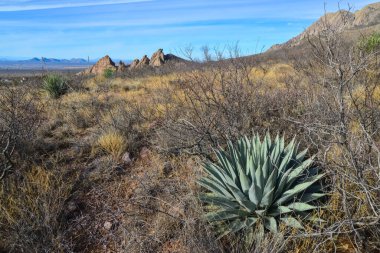 Kuru bitkilerle çöl manzarası, ön planda büyük Agave, New Mexico, ABD
