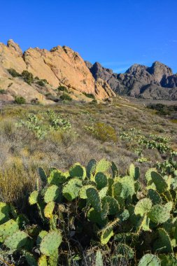 (Opuntia sp.) Organ Dağları-Çöl Tepeleri NM, New Mexico ABD 'deki dikenli armut ve diğer çöl bitkileri