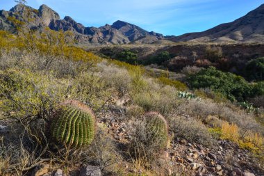 Büyük bir kaktüs Ferocactus sp ile çöl manzarası. Organ Dağları-Çöl Tepeleri NM, New Mexico, ABD
