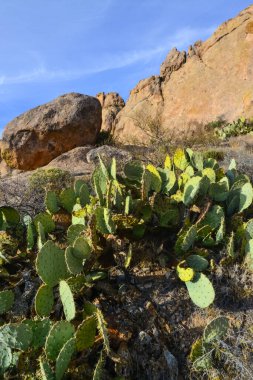 (Opuntia sp.) Organ Dağları-Çöl Tepeleri NM, New Mexico ABD 'deki dikenli armut ve diğer çöl bitkileri