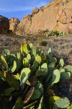 (Opuntia sp.) Organ Dağları-Çöl Tepeleri NM, New Mexico ABD 'deki dikenli armut ve diğer çöl bitkileri