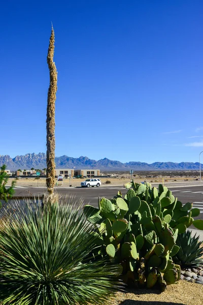 Abd New Mexico Kasım 2019 Opuntia Kaktüs Yucca New Mexico — Stok fotoğraf