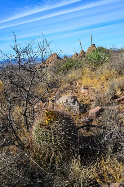 Pouštní Krajina Velkými Rostlinami Kaktus Ferokactus Varhanní Hory Pouštní Vrcholy — Stock fotografie