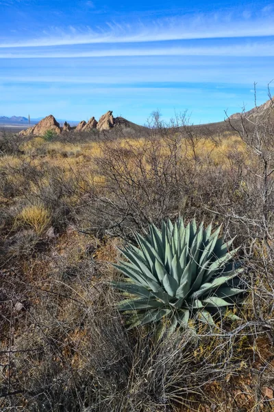 Pouštní Krajina Suchými Rostlinami Popředí Velká Agave Nové Mexiko Usa — Stock fotografie