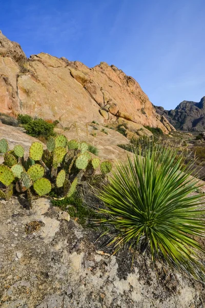 美国新墨西哥州 风琴山脉 荒漠峰国家纪念碑 中的带有丝兰 仙人掌和沙漠植物的山地景观 — 图库照片