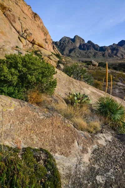 Mountain landscape with yucca, cacti and desert plants in \