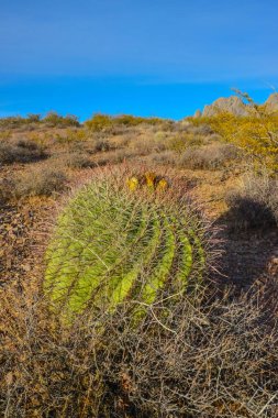 Ferocactus Sp 'de tohumlu yeşil meyveler. Kaktüs. Organ Dağları-Çöl Tepeleri NM, New Mexico, ABD