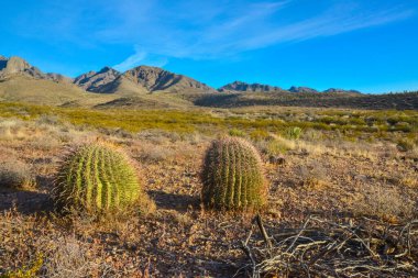 Büyük bir kaktüs Ferocactus sp ile çöl manzarası. Organ Dağları-Çöl Tepeleri NM, New Mexico, ABD