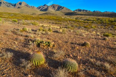 Büyük bir kaktüs Ferocactus sp ile çöl manzarası. Organ Dağları-Çöl Tepeleri NM, New Mexico, ABD