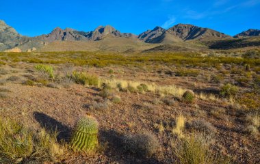 Büyük bir kaktüs Ferocactus sp ile çöl manzarası. Organ Dağları-Çöl Tepeleri NM, New Mexico, ABD