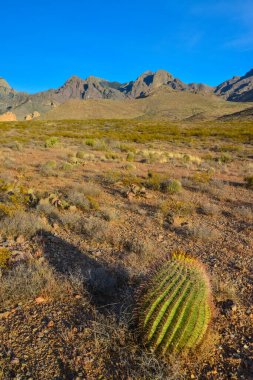 Büyük bir kaktüs Ferocactus sp ile çöl manzarası. Organ Dağları-Çöl Tepeleri NM, New Mexico, ABD