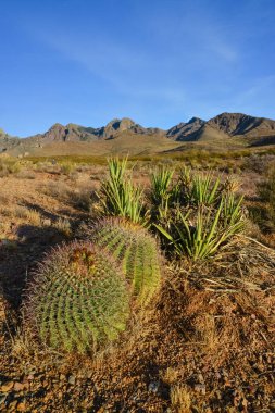 Büyük bir kaktüs Ferocactus sp ile çöl manzarası. Organ Dağları-Çöl Tepeleri NM, New Mexico, ABD