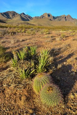 Büyük bir kaktüs Ferocactus sp ile çöl manzarası. Organ Dağları-Çöl Tepeleri NM, New Mexico, ABD