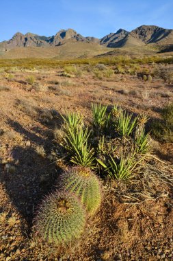 Büyük bir kaktüs Ferocactus sp ile çöl manzarası. Organ Dağları-Çöl Tepeleri NM, New Mexico, ABD