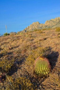 Büyük bir kaktüs Ferocactus sp ile çöl manzarası. Organ Dağları-Çöl Tepeleri NM, New Mexico, ABD