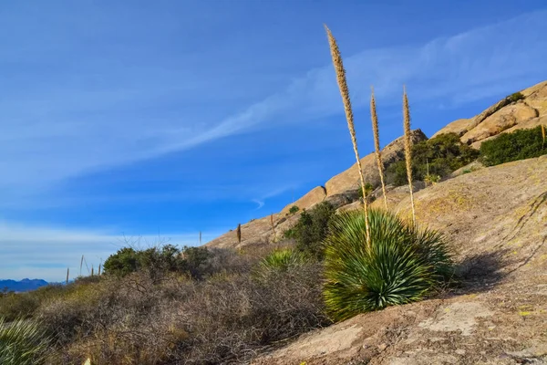 Berglandschaft Mit Yucca Kakteen Und Wüstenpflanzen Organ Mountains Desert Peaks — Stockfoto