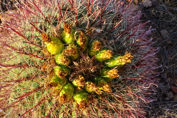 Green Fruits Seeds Ferocactus Англійською Кактус Organ Mountains Desert Peaks — стокове фото