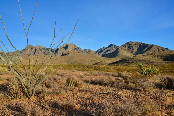 Büyük bir kaktüs Ferocactus sp ile çöl manzarası. Organ Dağları-Çöl Tepeleri NM, New Mexico, ABD