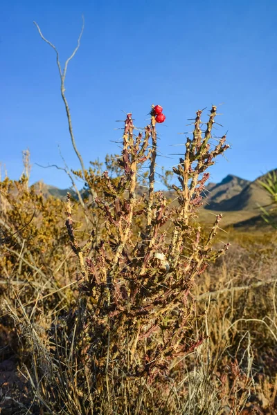 USA nature, cactus Cylindropuntia sp. against the backdrop of desert vegetation and mountain landscape, New Mexico, USA