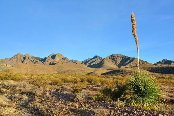 Mountain Landscape Yucca Cacti Desert Plants Organ Mountains Desert Peaks — Stock Photo, Image