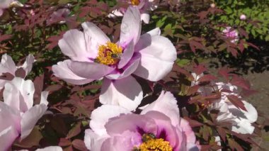 Ağaç şakayığının pembe çiçeklerindeki bal arıları bal ve polen toplar.