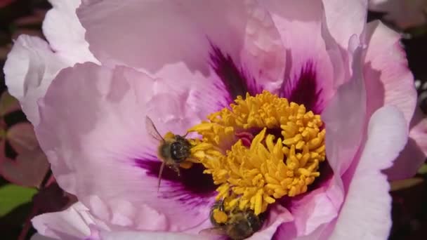 木の牡丹のピンクの花のミツバチは蜂蜜と花粉を収集します — ストック動画