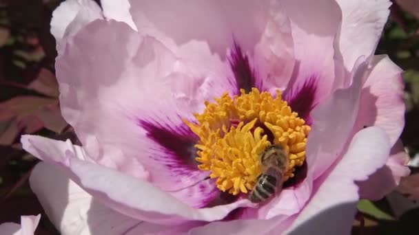 Las Abejas Melíferas Sobre Las Flores Rosadas Peonía Arbórea Recogen — Vídeos de Stock