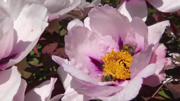 Honingbijen Roze Bloemen Van Een Boom Pioen Verzamelen Honing Stuifmeel — Stockvideo