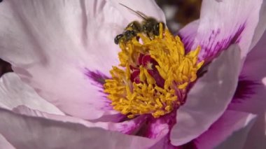 Ağaç şakayığının pembe çiçeklerindeki bal arıları bal ve polen toplar.