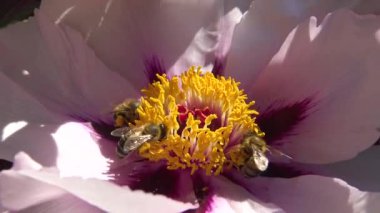 Ağaç şakayığının pembe çiçeklerindeki bal arıları bal ve polen toplar.