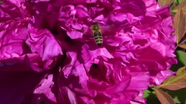 Ağaç şakayığının pembe çiçeklerindeki bal arıları bal ve polen toplar.